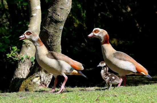 Nilgans Familie NSG Mönchbruch 2017