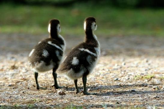 Nilgans Jungtier NSG Mönchbruch 2017