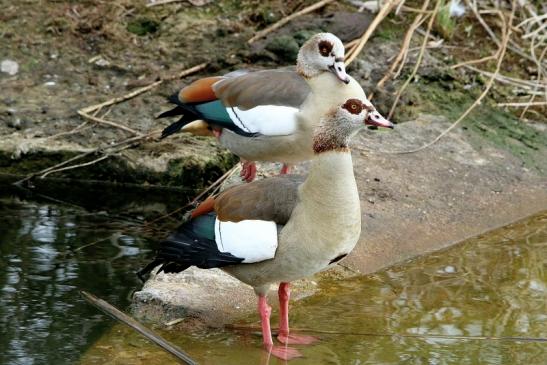 Nilgans NSG See am Goldberg Heusenstamm 2017