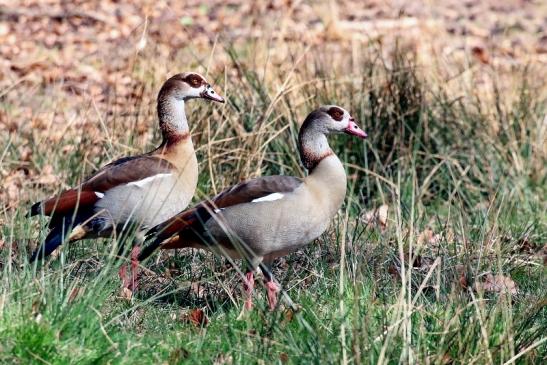 Nilgans - Wildpark Alte Fasanerie Klein Auheim 2019