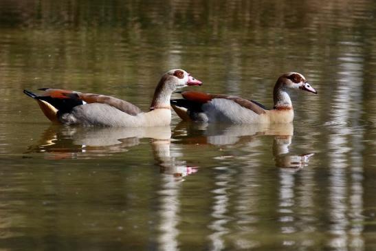 Nilgans - Wildpark Alte Fasanerie Klein Auheim 2019