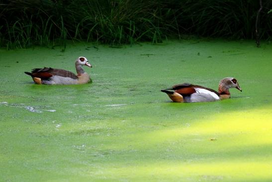 Nilgans Paar Wildpark Alte Fasanerie Klein Auheim 2021