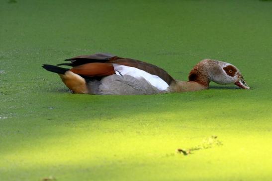 Nilgans- Wildpark Alte Fasanerie Klein Auheim 2021