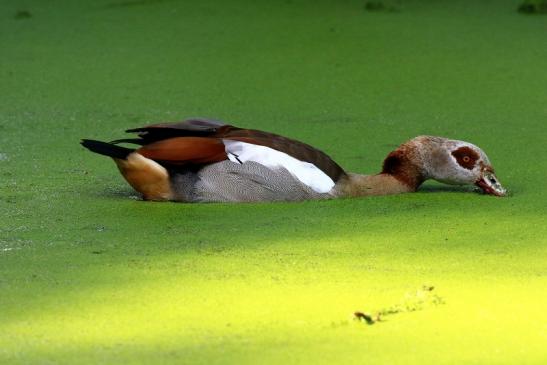 Nilgans- Wildpark Alte Fasanerie Klein Auheim 2021