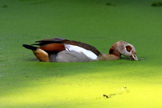 Nilgans- Wildpark Alte Fasanerie Klein Auheim 2021