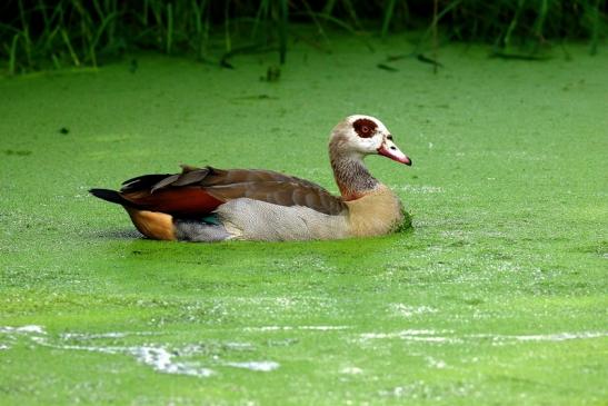 Nilgans weiblich Wildpark Alte Fasanerie Klein Auheim 2021