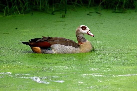 Nilgans- Wildpark Alte Fasanerie Klein Auheim 2021