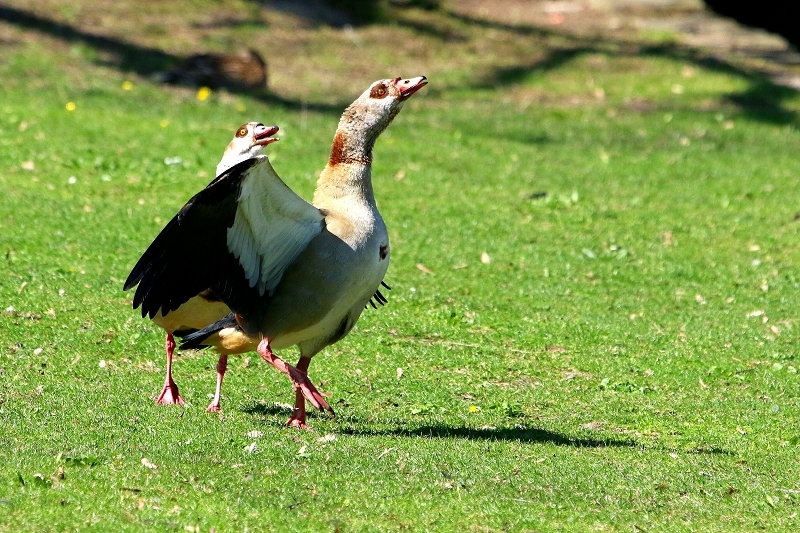 Nilgans Schlosspark Biebrich 2017