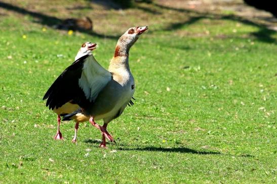 Nilgans Schlosspark Biebrich 2017