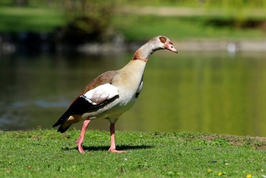 Nilgans Schlosspark Biebrich 2017