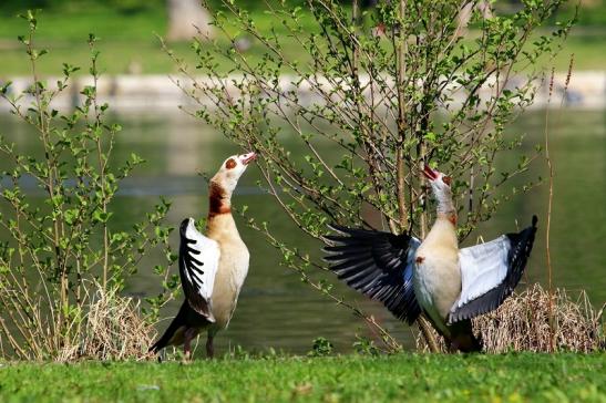 Nilgans Paarungstanz Schlosspark Biebrich 2017