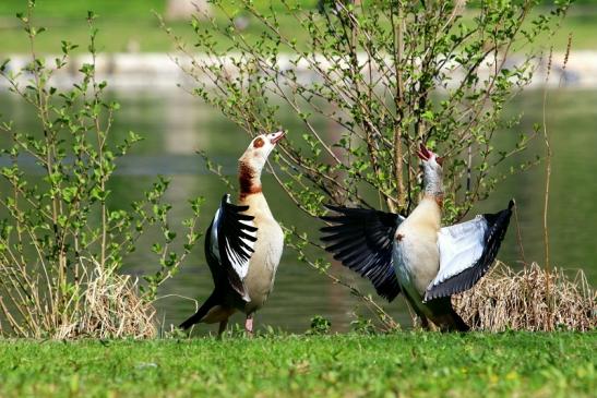 Nilgans Paarungstanz Schlosspark Biebrich 2017