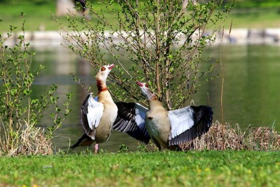 Nilgans Paarungstanz Schlosspark Biebrich 2017