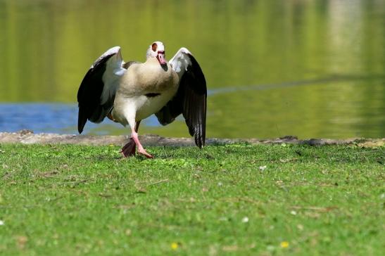 Nilgans Schlosspark Biebrich 2017