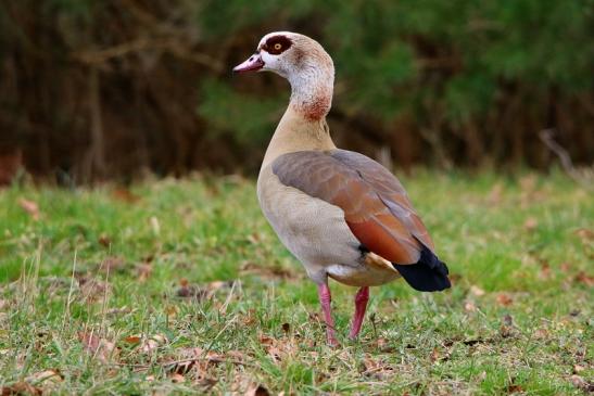 Nilgans  - Wildpark Alte Fasanerie Klein Auheim 2017