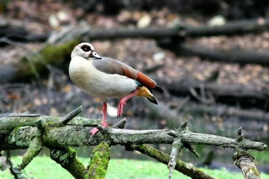 Nilgans  - Wildpark Alte Fasanerie Klein Auheim 2017