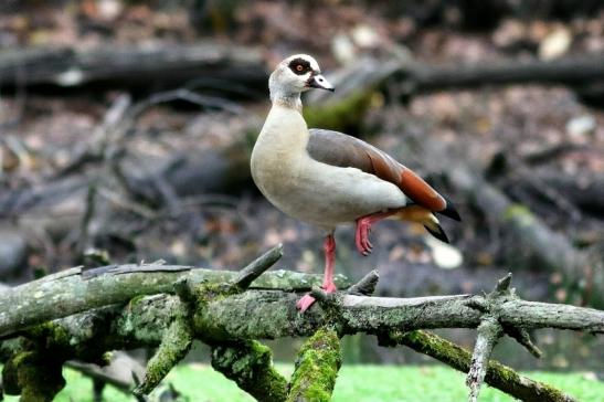 Nilgans  - Wildpark Alte Fasanerie Klein Auheim 2017