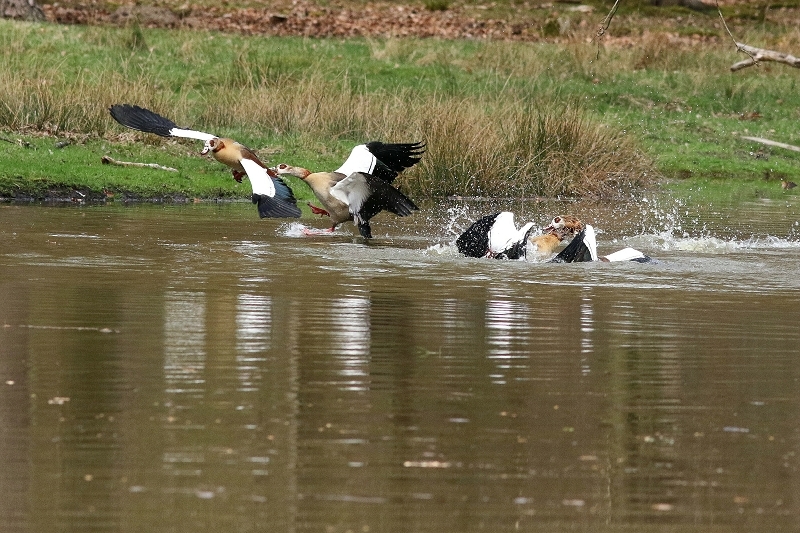 Nilgans - Wildpark Alte Fasanerie Klein Auheim 2018