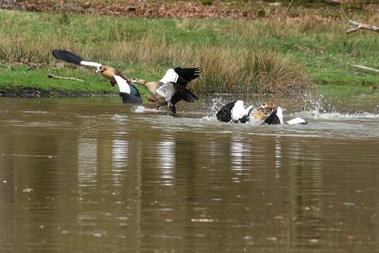 Nilgans - Wildpark Alte Fasanerie Klein Auheim 2018