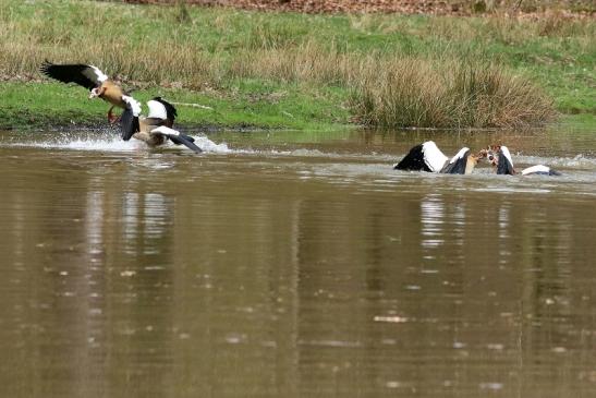 Nilgans - Wildpark Alte Fasanerie Klein Auheim 2018