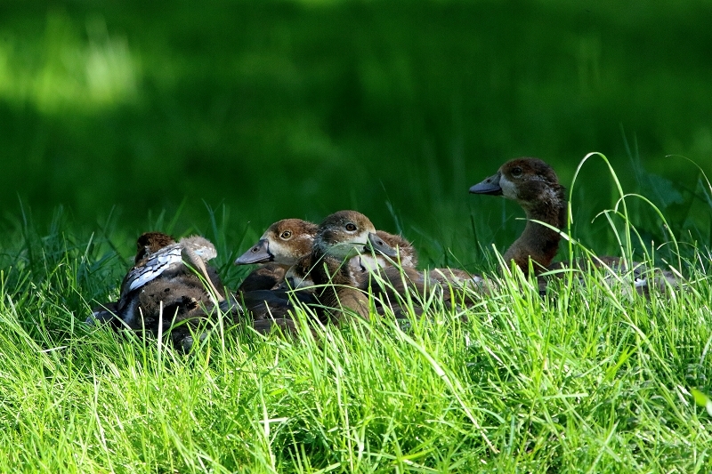 Nilgans Nachwuchs  - Wildpark Alte Fasanerie Klein Auheim 2018