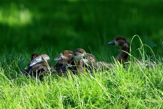 Nilgans Nachwuchs  - Wildpark Alte Fasanerie Klein Auheim 2018