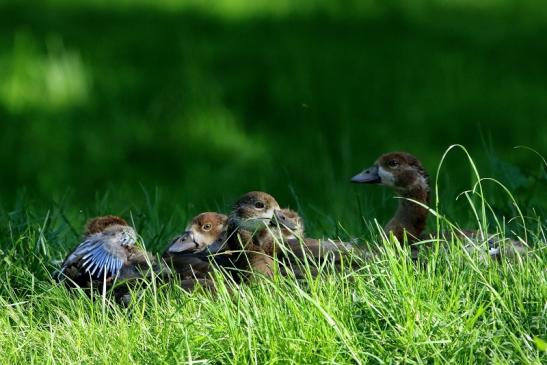 Nilgans Nachwuchs  - Wildpark Alte Fasanerie Klein Auheim 2018