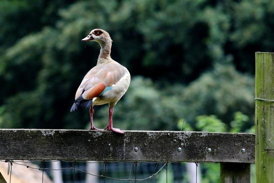 Nilgans  - Wildpark Alte Fasanerie Klein Auheim 2018