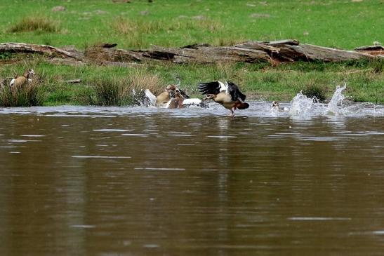 Nilgans - Wildpark Alte Fasanerie Klein Auheim 2018