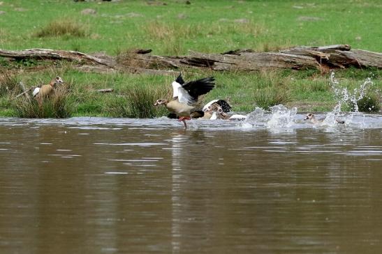 Nilgans - Wildpark Alte Fasanerie Klein Auheim 2018