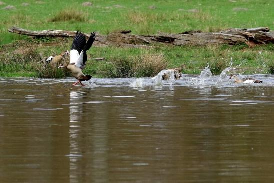 Nilgans - Wildpark Alte Fasanerie Klein Auheim 2018