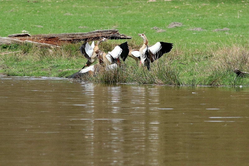 Nilgans - Wildpark Alte Fasanerie Klein Auheim 2018