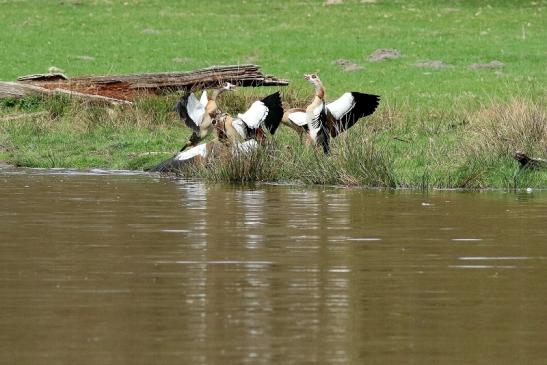 Nilgans - Wildpark Alte Fasanerie Klein Auheim 2018