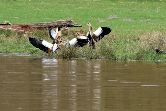 Nilgans - Wildpark Alte Fasanerie Klein Auheim 2018