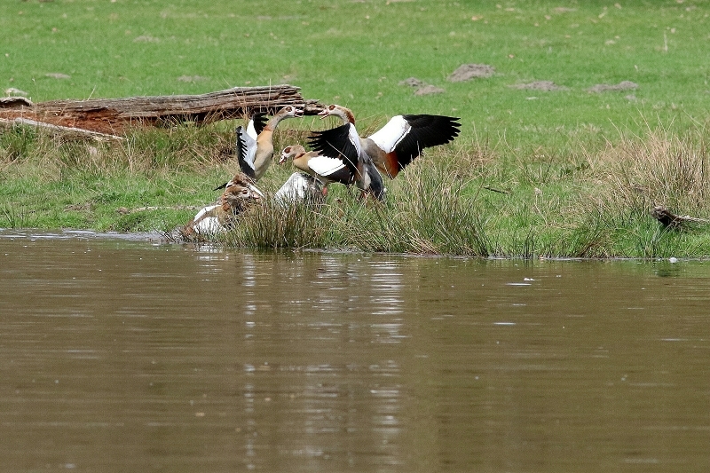 Nilgans - Wildpark Alte Fasanerie Klein Auheim 2018