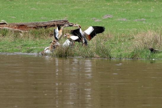 Nilgans - Wildpark Alte Fasanerie Klein Auheim 2018