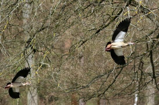 Nilgans - Wildpark Alte Fasanerie Klein Auheim 2018