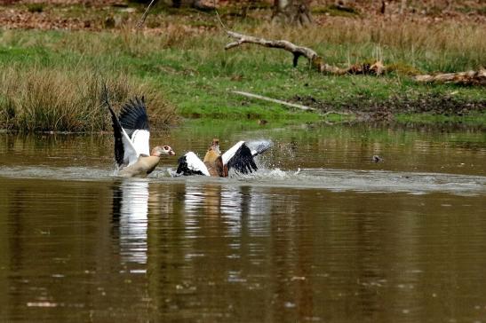 Nilgans - Wildpark Alte Fasanerie Klein Auheim 2018