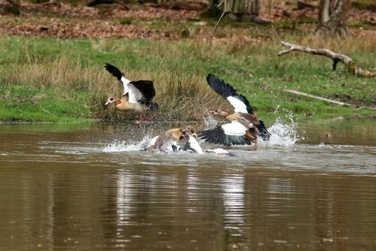 Nilgans - Wildpark Alte Fasanerie Klein Auheim 2018