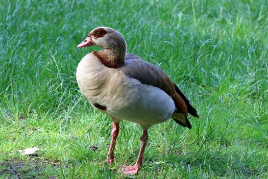 Nilgans Wildpark Alte Fasanerie Klein Auheim 2019