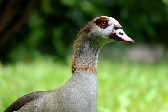 Nilgans Zoo Frankfurt am Main 2014