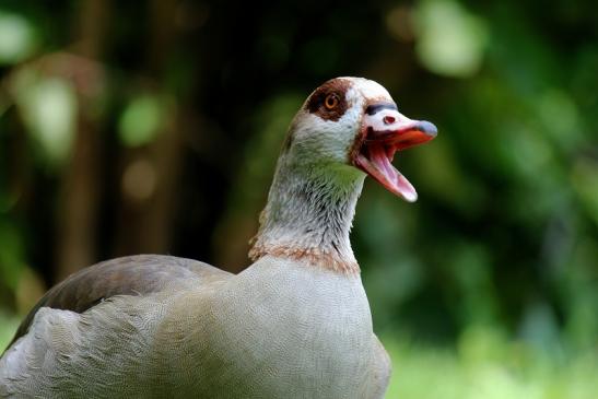 Nilgans Zoo Frankfurt am Main 2014