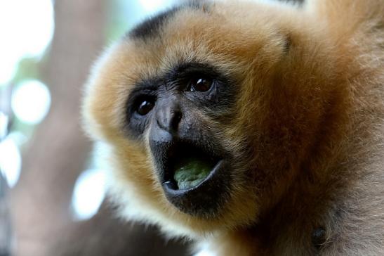 Nördlicher Weißwangen-Gibbon Zoo Frankfurt am Main 2017