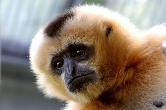 Nördlicher Weißwangen-Gibbon Zoo Frankfurt am Main 2018 