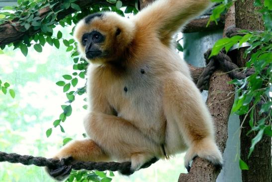 Nördlicher Weißwangen-Gibbon Zoo Frankfurt am Main 2018 