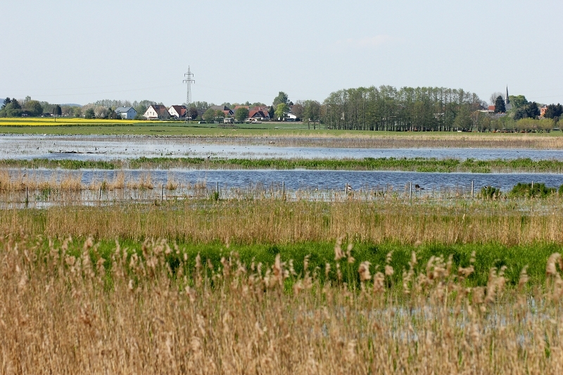 NSG Bingenheimer Ried  Biotop Kerngebiet Wetterau 2016