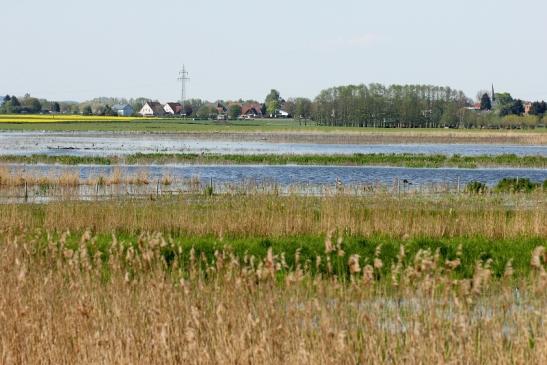 NSG Bingenheimer Ried  Biotop Kerngebiet Wetterau 2016