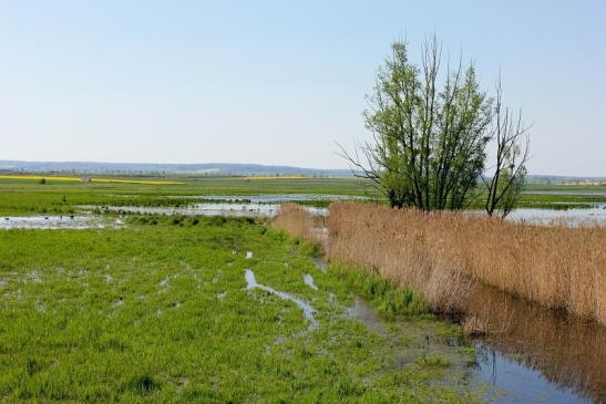 NSG Bingenheimer Ried  Biotop Kerngebiet Wetterau 2016