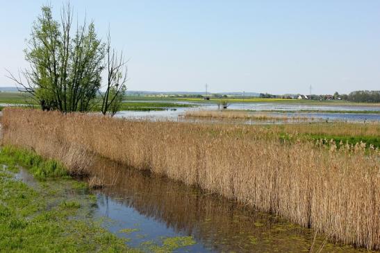 NSG Bingenheimer Ried  Biotop Kerngebiet Wetterau 2016