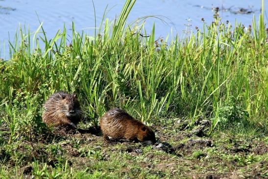 Nutria Bingenheimer Ried Wetterau 2016